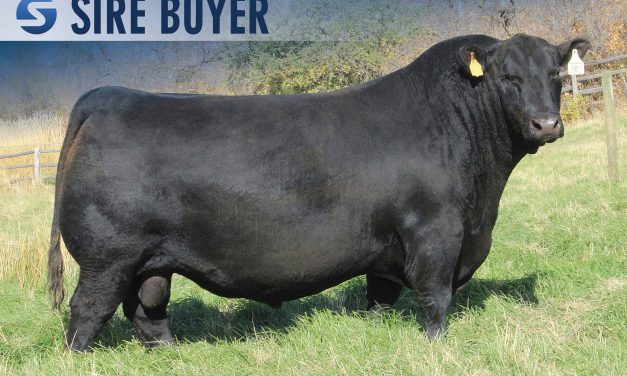 Angus Semen For Sale:  SB10-4561