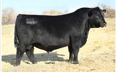 Angus Semen For Sale:  SB10-4244
