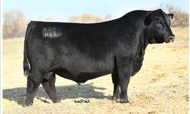 Angus Semen For Sale:  SB10-4244