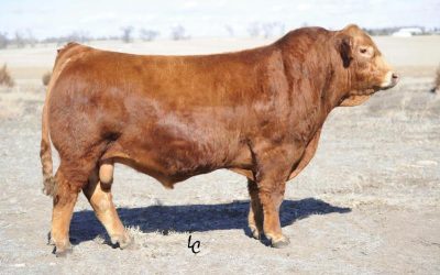 Simmental Semen For Sale:  SB10-3078