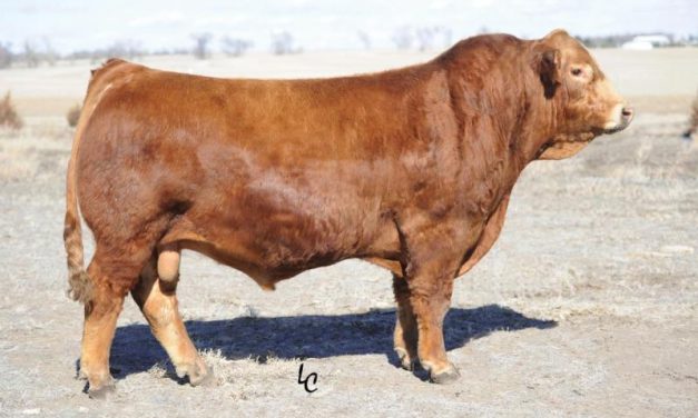 Simmental Semen For Sale:  SB10-3078
