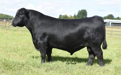 Angus Semen For Sale:  SB10-4283