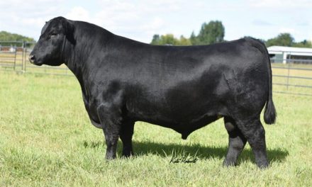 Angus Semen For Sale:  SB10-4283