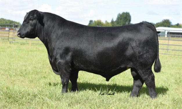 Angus Semen For Sale:  SB10-4283