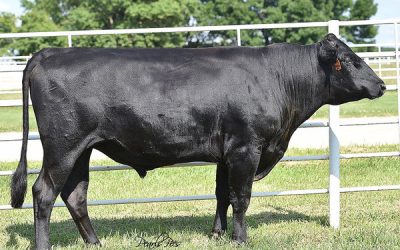 Wagyu Semen For Sale:  SB10-4300