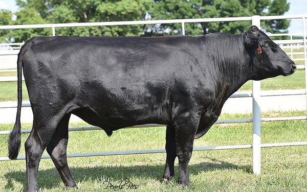 Wagyu Semen For Sale:  SB10-4300
