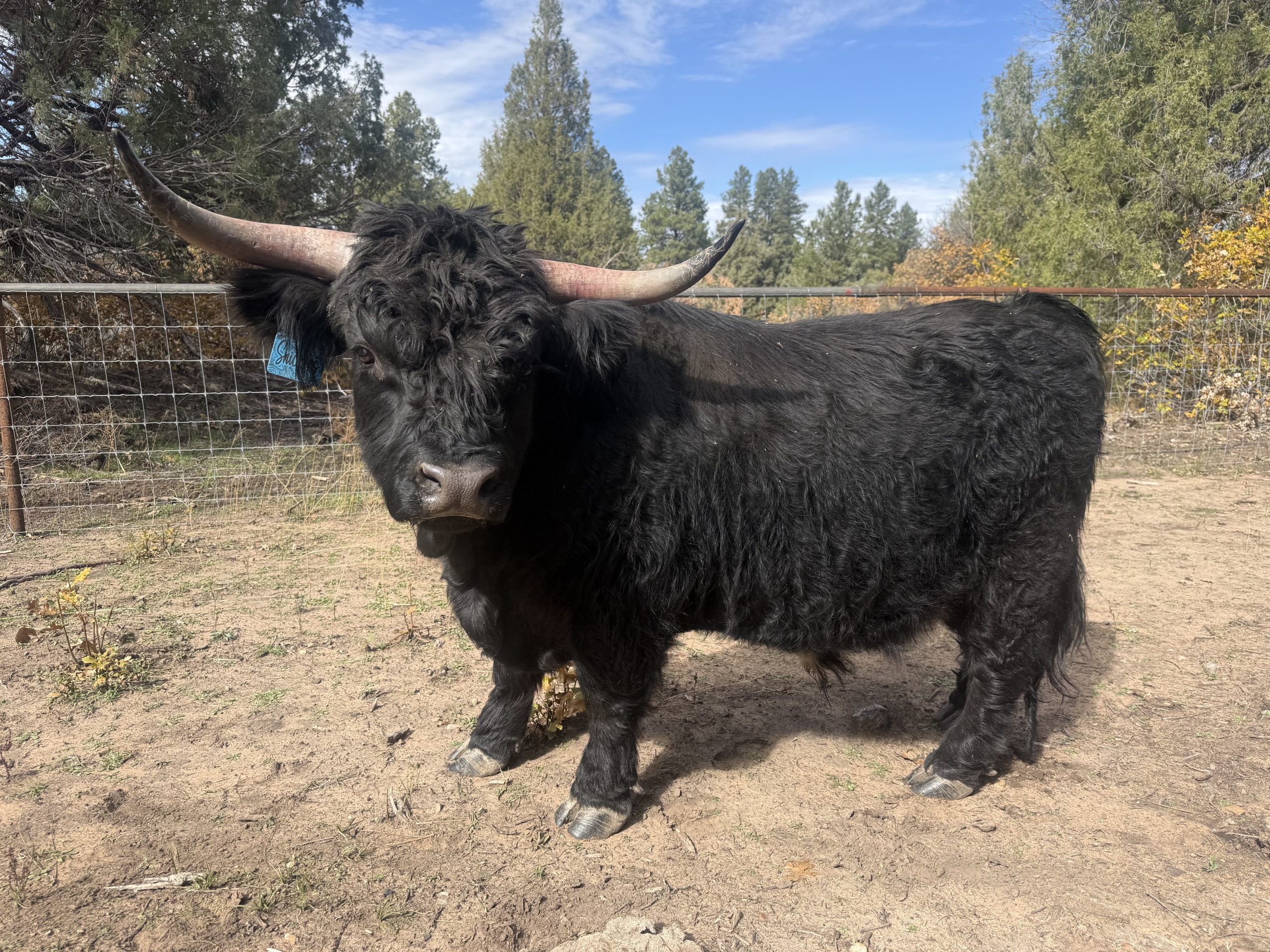 snickers - highlander (2)