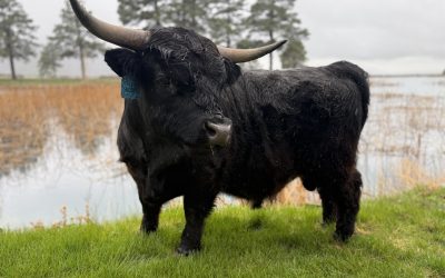 Highlander Semen For Sale: SB10-4282
