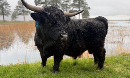 Highlander Semen For Sale: SB10-4282