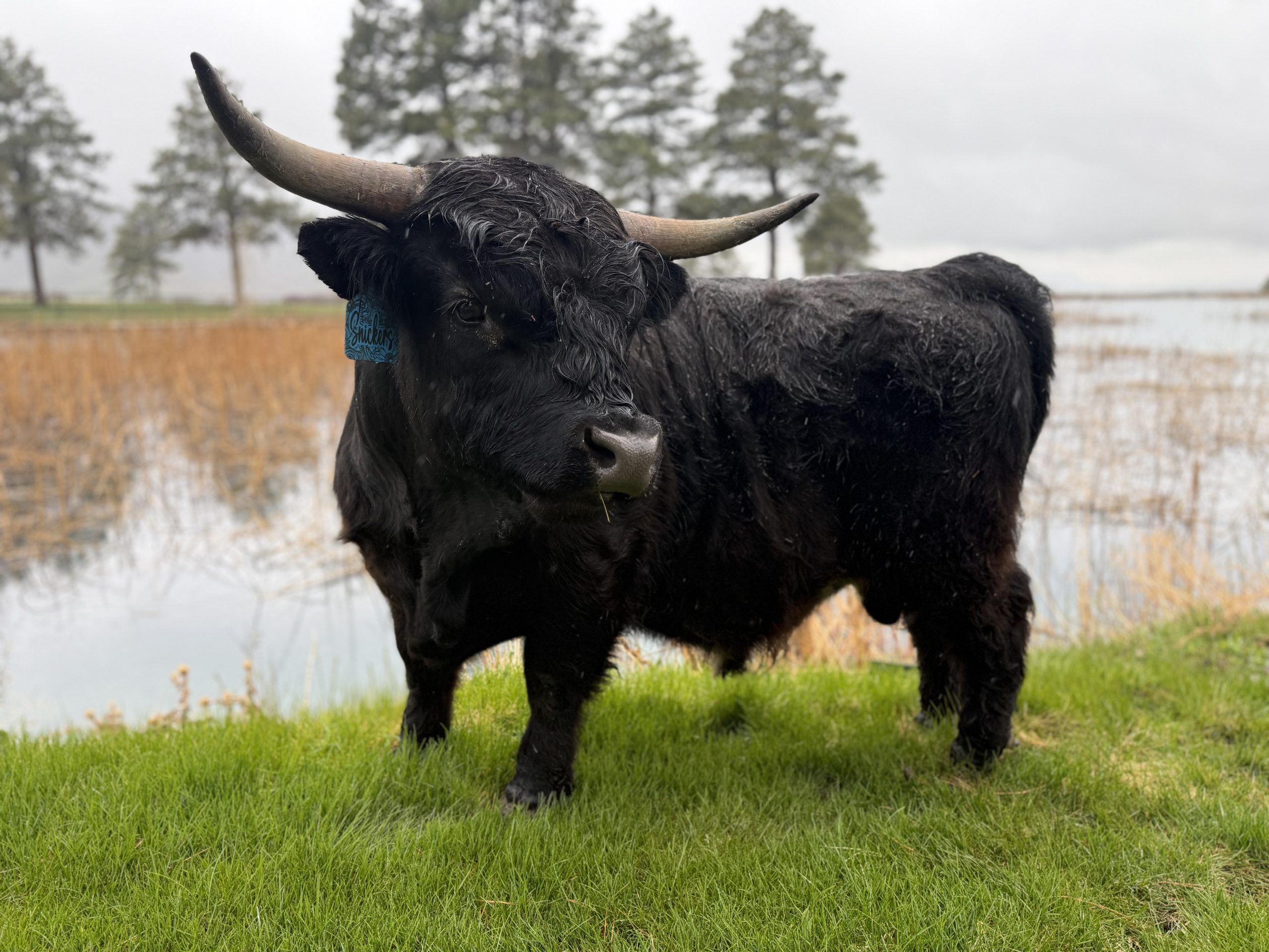 snickers - highlander (3)