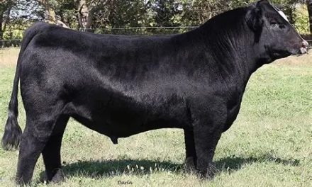 Simmental Semen For Sale:  SB10-4439