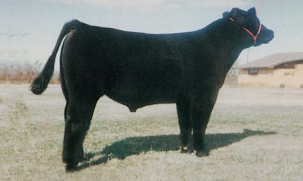 Club Calf Semen For Sale:  SB10-4234