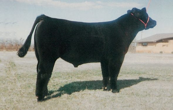 Club Calf Semen For Sale:  SB10-4234