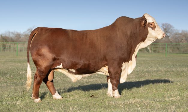 Brahford Semen For Sale:  SB10-4304