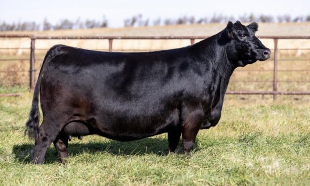 Angus Embryos For Sale:  SB10-4253