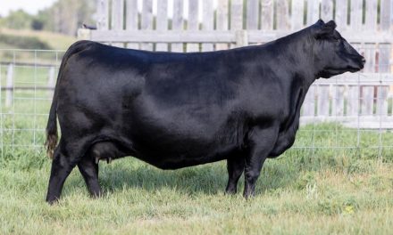 Angus Embryos For Sale:  SB10-4254