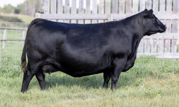 Angus Embryos For Sale:  SB10-4254