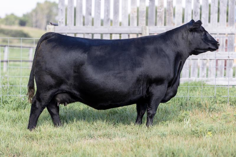 Brooking Abigail 6006