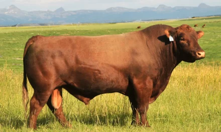 Red Angus Semen For Sale:  SB10-4355