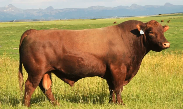 Red Angus Semen For Sale:  SB10-4355