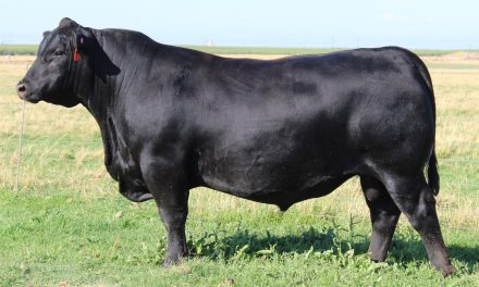 Angus Embryos Wanted:  SB10-4356
