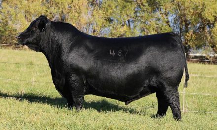 Angus Semen For Sale:  SB10-4418