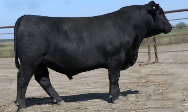 Angus Semen For Sale:  SB10-4306