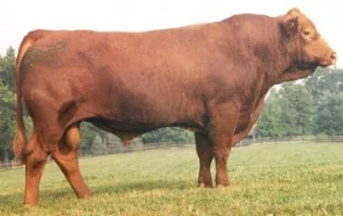 Simmental Semen Wanted:  SB10-4354