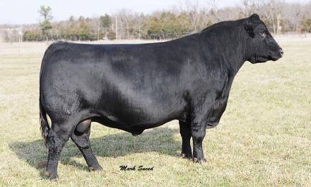 Angus Embryos For Sale:  SB10-4353