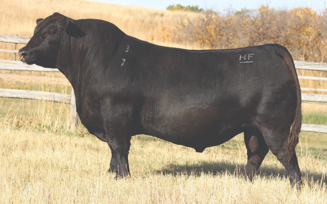 Angus Semen For Sale:  SB10-4327