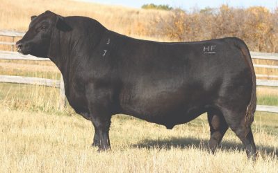 Angus Semen For Sale: SB10-4327