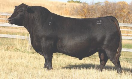 Angus Semen For Sale:  SB10-4700
