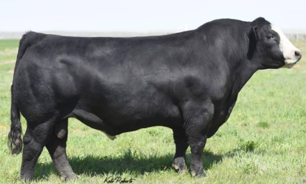 Simmental Semen Wanted:  SB10-4357