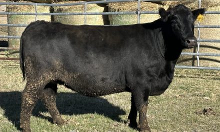 Angus Embryos For Sale:  SB10-4332