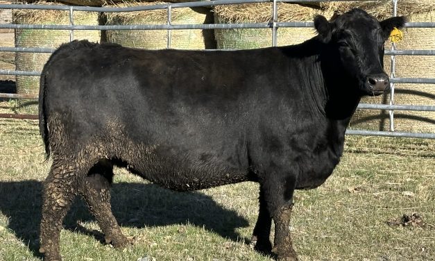 Angus Embryos For Sale:  SB10-4332