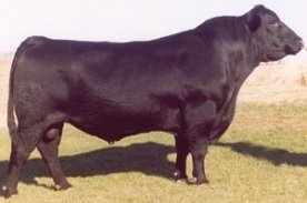 Angus Semen For Sale:  SB10-4346