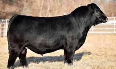 Simmental Semen For Sale:  SB10-4305