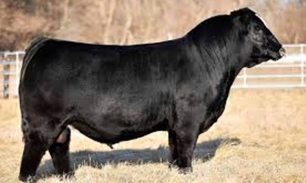 Simmental Semen For Sale:  SB10-4305