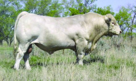 Charolais Semen For Sale:  SB10-4338