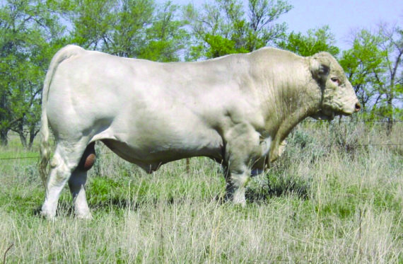 Charolais Semen For Sale:  SB10-4338