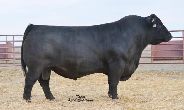 Angus Semen For Sale:  SB10-4313