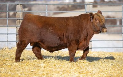 Red Angus Semen Wanted: SB10-4359
