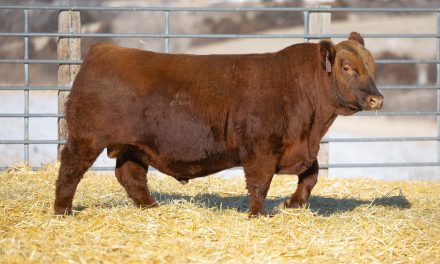 Red Angus Semen Wanted: SB10-4359
