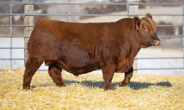 Red Angus Semen Wanted: SB10-4359