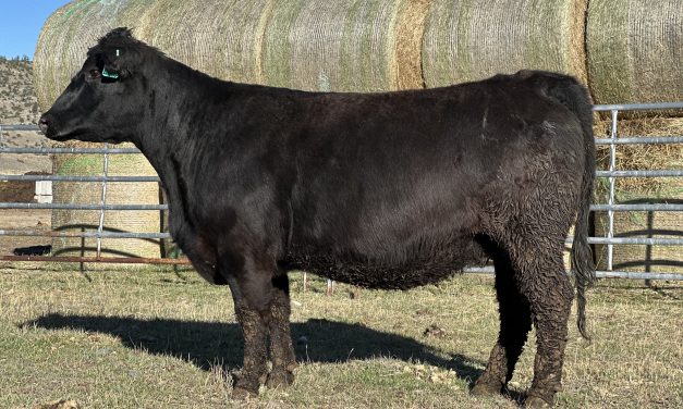 Angus Embryos For Sale:  SB10-4331