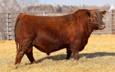 Red Angus Semen Wanted:  SB10-4358