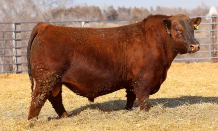 Red Angus Semen Wanted:  SB10-4358