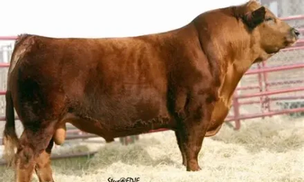 Simmental Semen For Sale:  SB10-4333