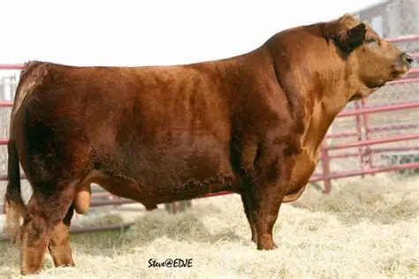 Simmental Semen For Sale:  SB10-4333