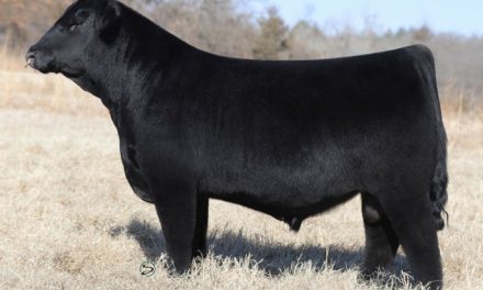 Simmental Semen For Sale:  SB10-4334